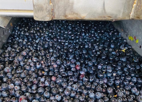 Chateau Charmail Vinification